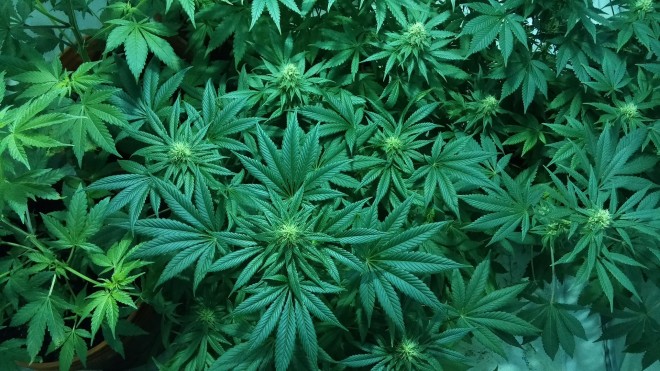 hydroponic marijuana