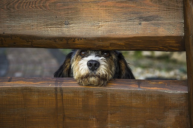 pet